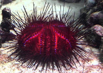 Astropyga radiata