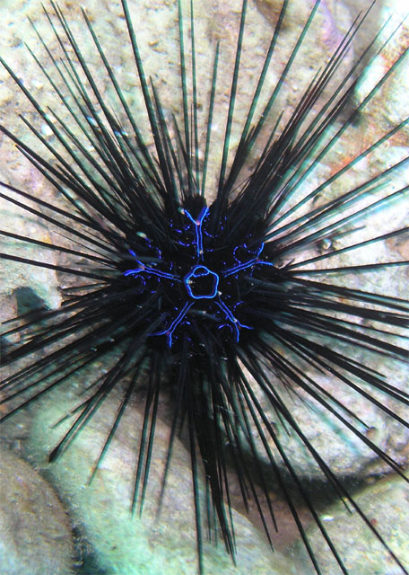 Diadema savignyi