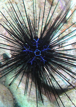 Diadema savignyi