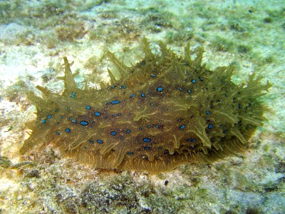 Bursatella leachi