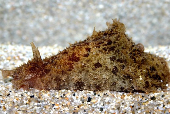 Dolabella auricularia