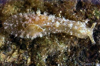 Dolabrifera dolabrifera