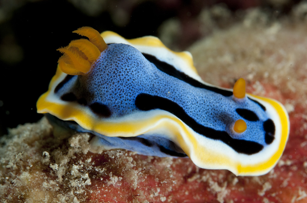 Chromodoris annae