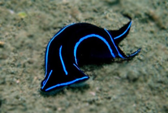 Chelidonura varians - 2