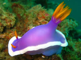 Hypselodoris bullockii