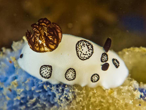 Jorunna funebris