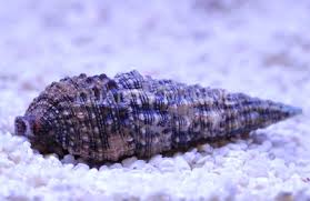 Cerithium caeruleum