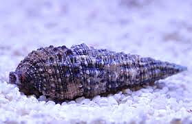 Cerithium caeruleum