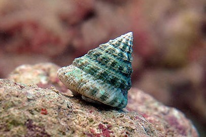 Tectus fenestratus
