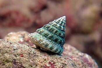 Tectus fenestratus