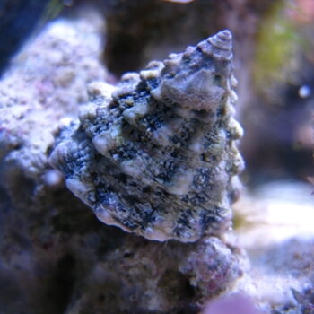 Tectus fenestratus (Show)