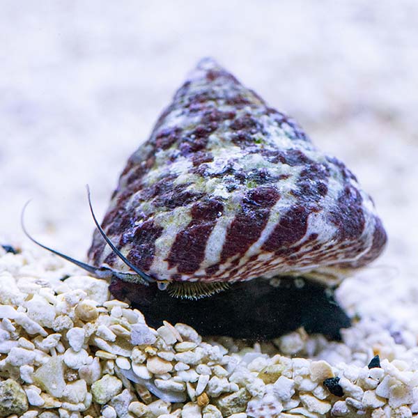 Trochus radiatus