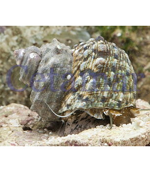 Turbo brunneus