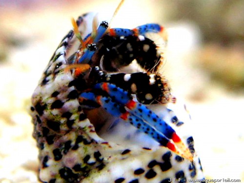 Clibanarius tricolor