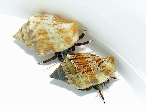 Hermit crab spp
