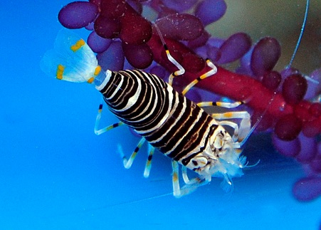 Gnathophyllum americanum (reef safe)