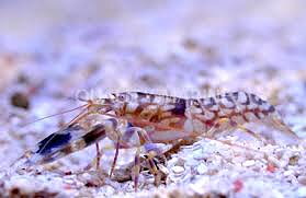 Alpheus bellulus (reef safe)