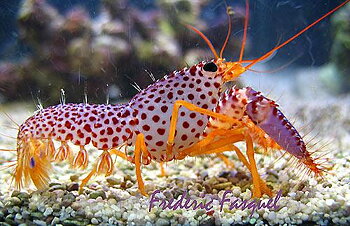 Enoplometopus debelius (reef safe With Caution)