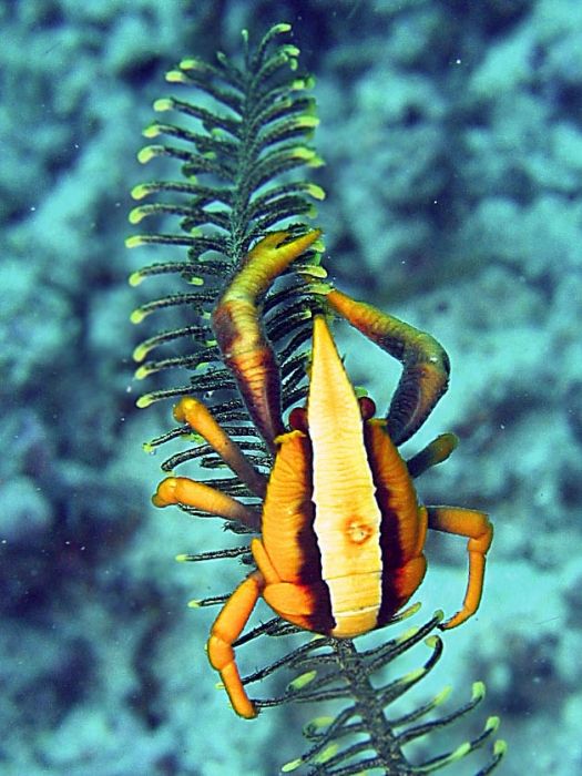 Allogalathea elegans (reef safe)