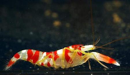 Alpheus randalli (reef safe)