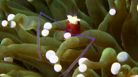 Cuapetes kororensis (Mushroom Coral Shrimp) (reef safe) - 2