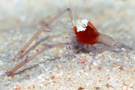 Cuapetes kororensis (Mushroom Coral Shrimp) (reef safe)