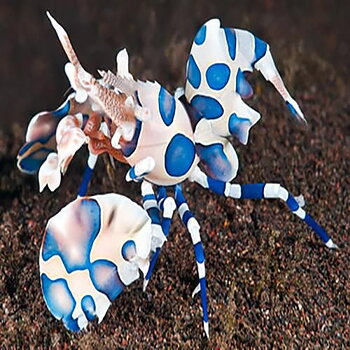 Hymenocera elegans (Harlequin Shrimp) (reef safe)