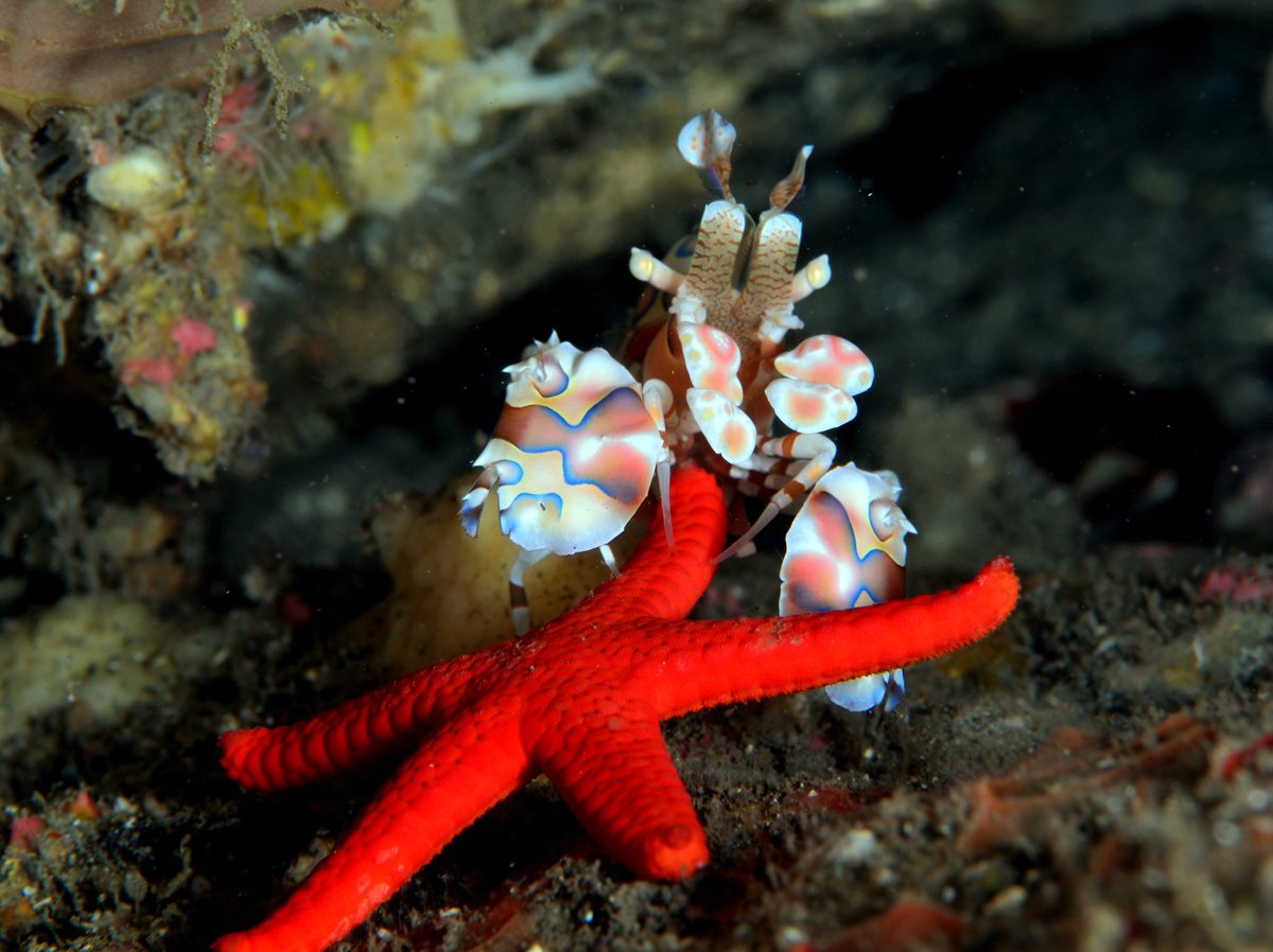 Hymenocera elegans (Harlequin Shrimp) (reef safe) - 2