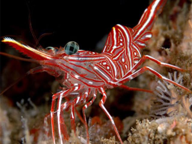 Rhynchocinetes durbanensis (reef safe With Caution)