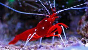 Lysmata debelius (reef safe)