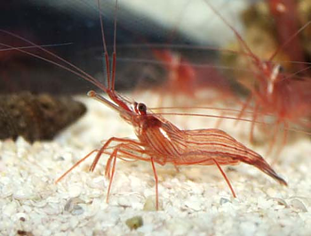 Lysmata wurdemanni (reef safe)
