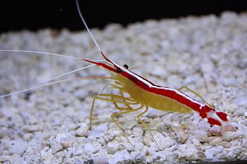 Lysmata amboinensis (reef safe)