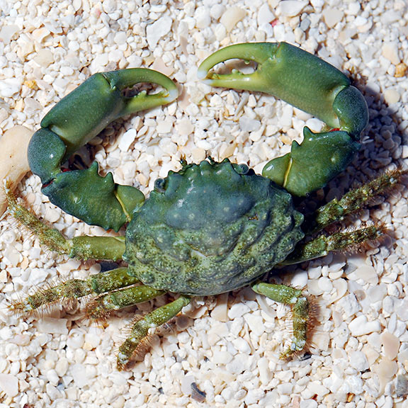 Mithraculus sculptus (reef safe)