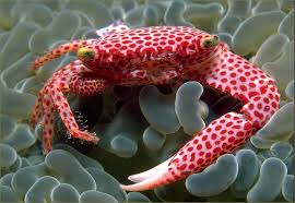 Trapezia rufopunctata (reef safe)