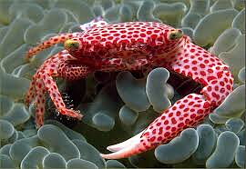 Trapezia rufopunctata (reef safe)