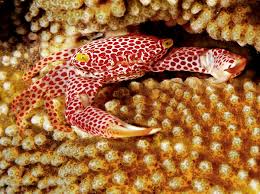 Trapezia rufopunctata (reef safe) - 2