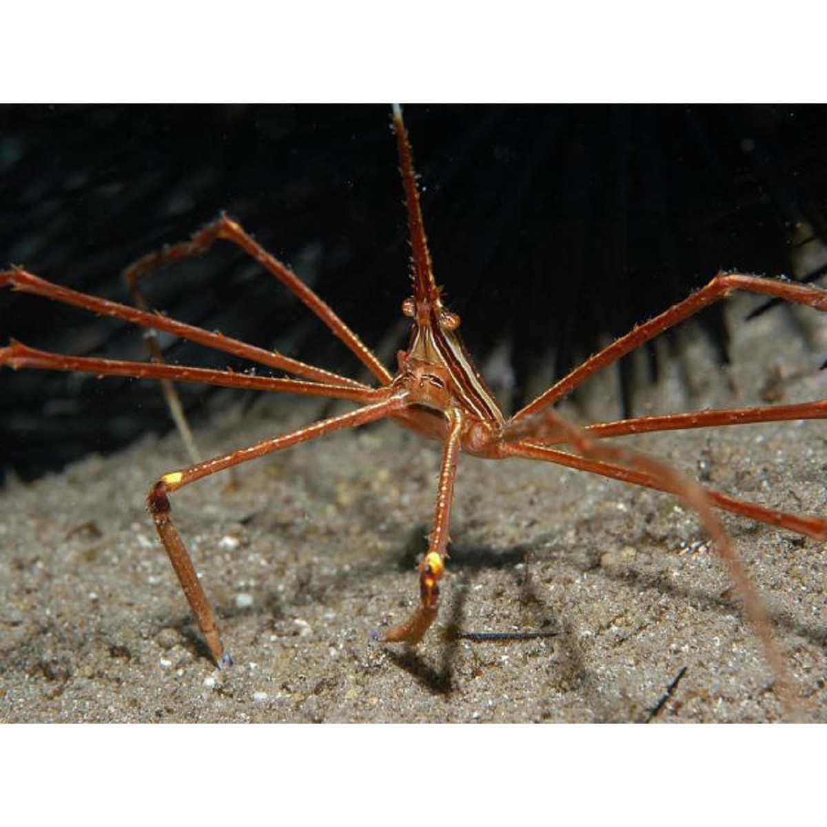 Stenorynchus seticornis (reef safe)