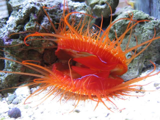 Ctenoides scaber