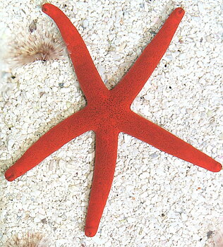 Linckia spp. (reef safe)