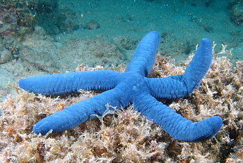 Linckia laevigata (reef safe)