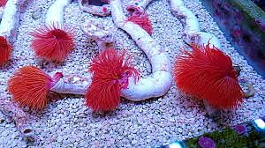 Protula bispiralis (Red)
