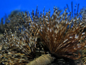 Sabellatarte magnifica