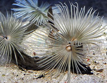Sabellastarte White