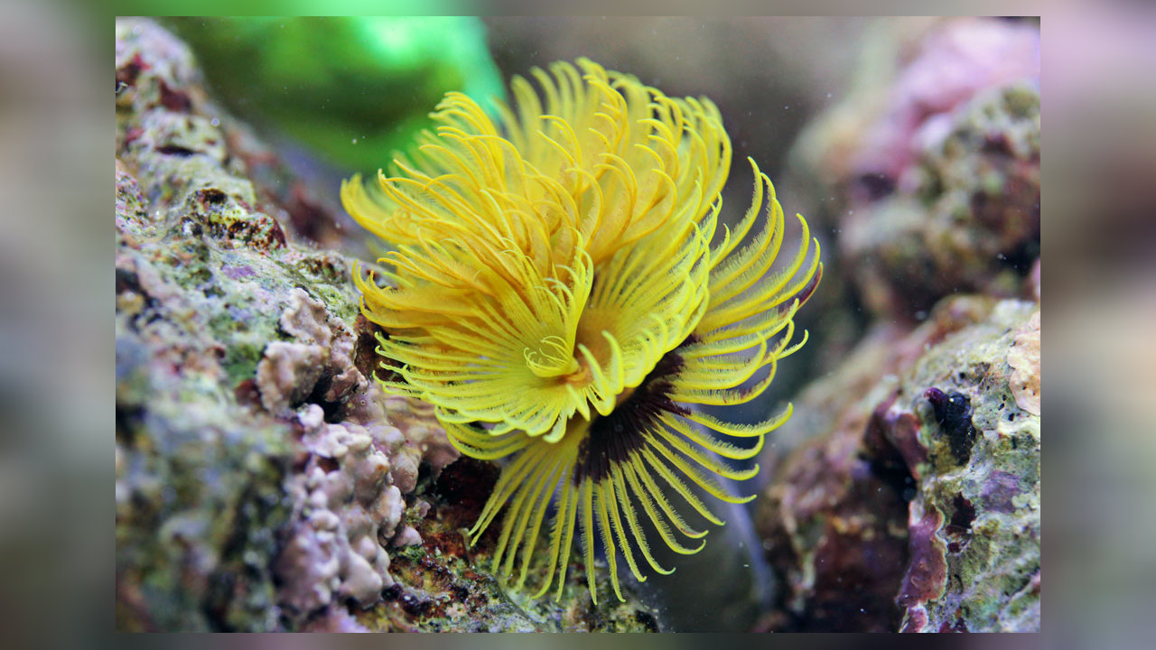 Sabellastarte Yellow