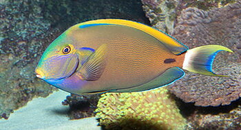 Acanthurus fowleri (reef safe)