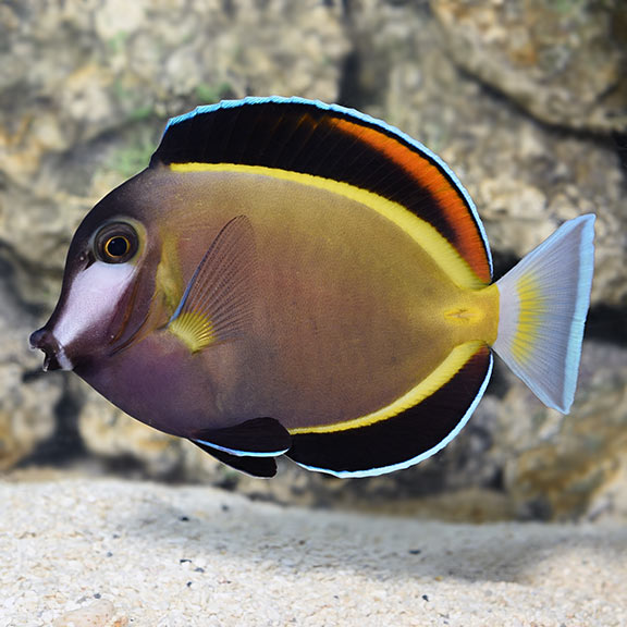 Acanthurus japonicus (reef safe)