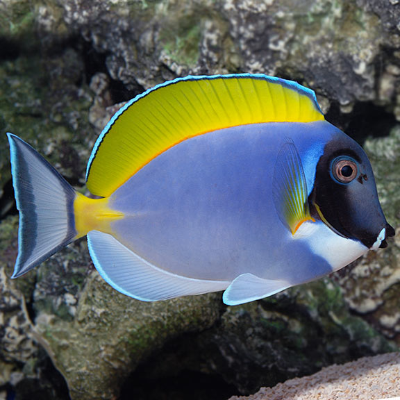 Acanthurus leucosternon (reef safe)