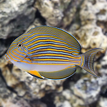 Acanthurus lineatus (reef safe)