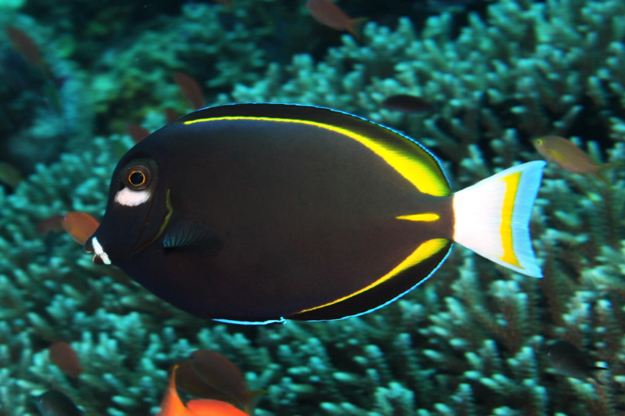 Acanthurus nigricans (reef safe)