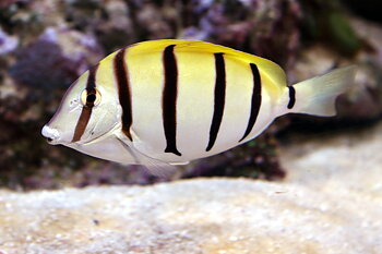 Acanthurus triostegus (reef safe)